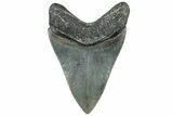 Serrated, Fossil Megalodon Tooth - South Carolina #312025-1